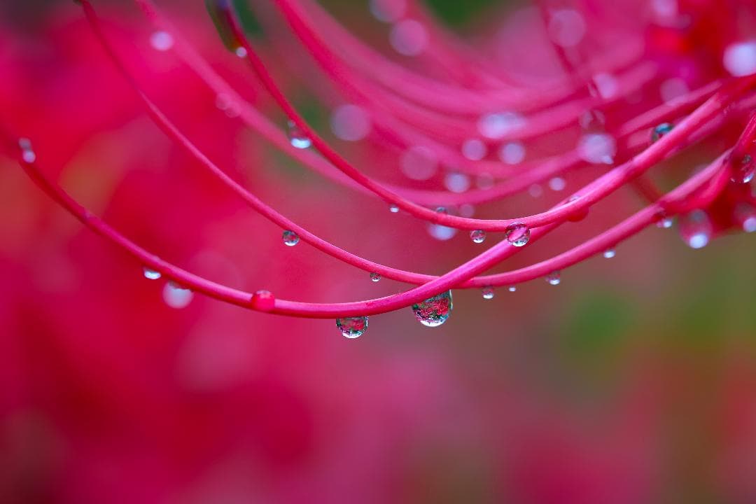 レンズ(単焦点) SIGMA 70mm F2.8 DG MACRO | Art 018
