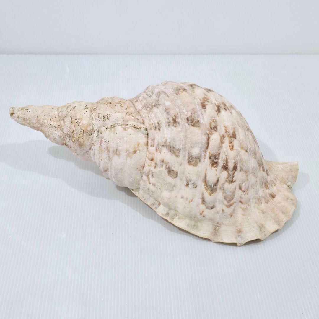 法螺貝 魔除け ほら貝 ホラ貝 30cm オブジェ