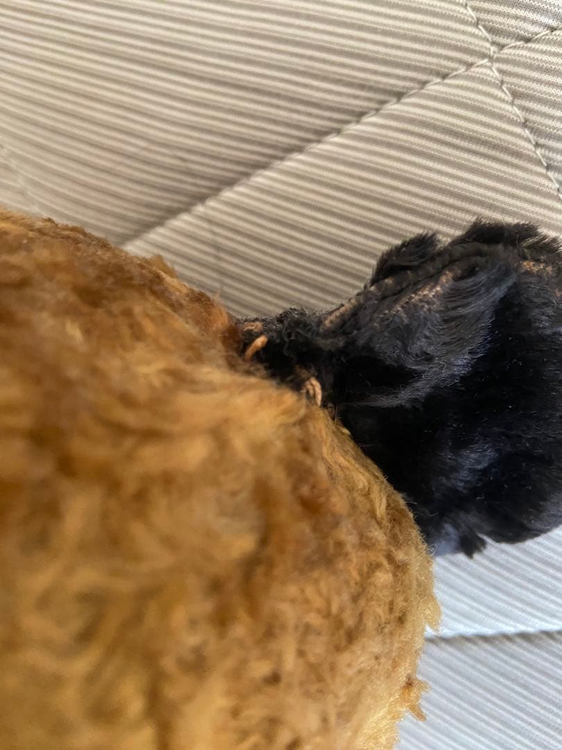 ヴィンテージ スーティーベア