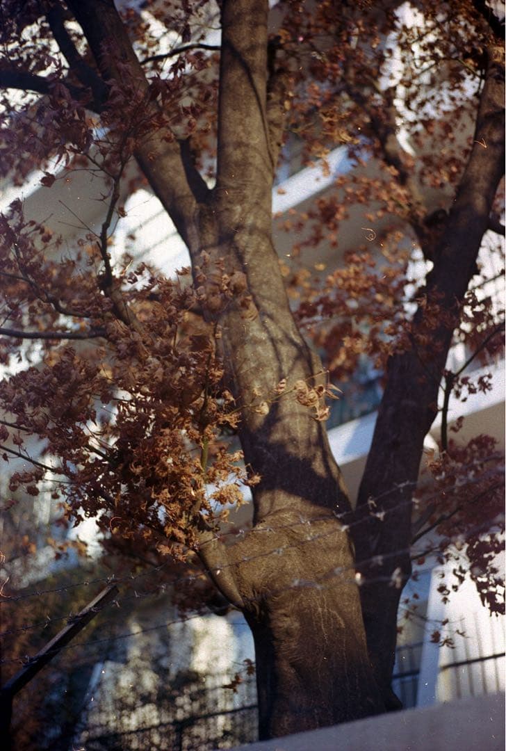 【美品】Leica SUMMICRON-M 50mm f2 3rd