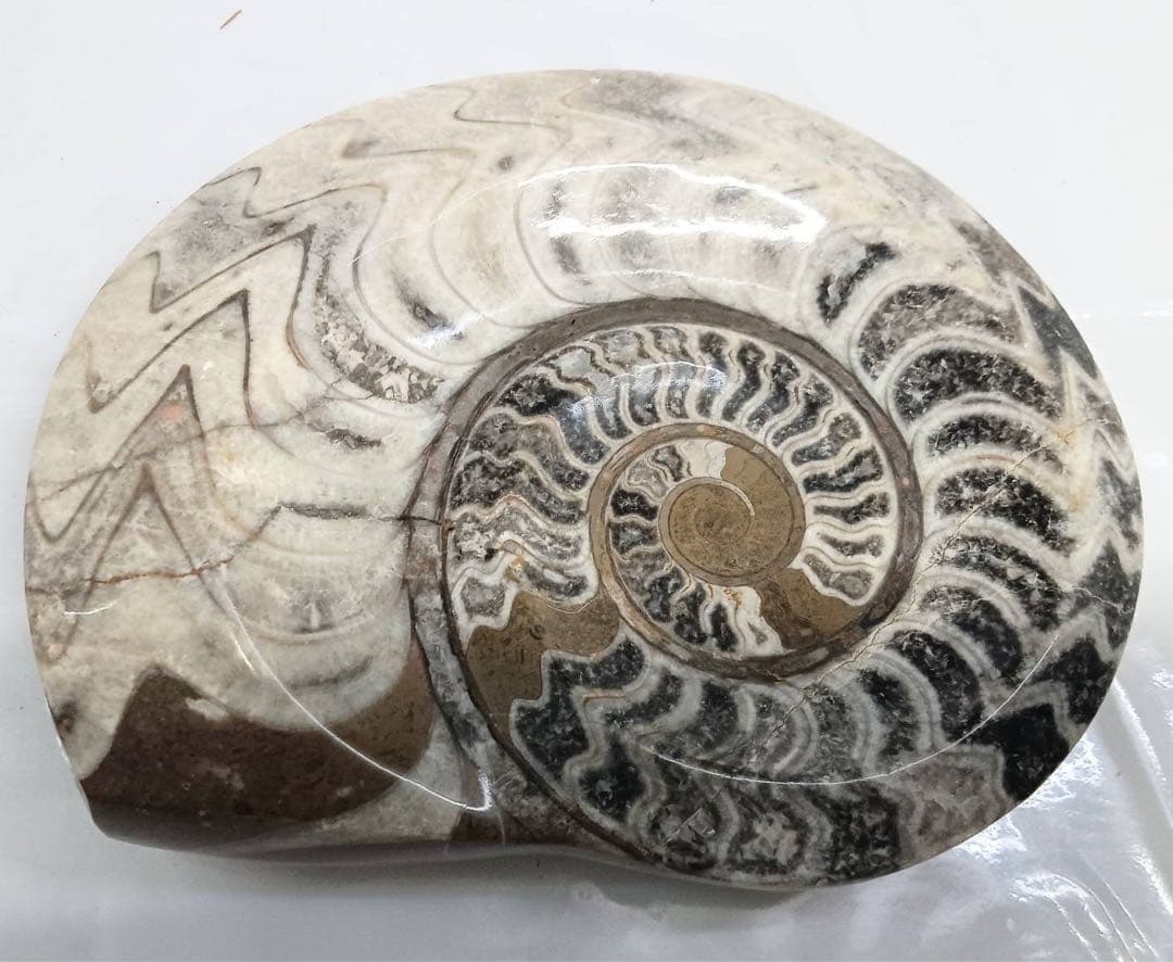 希少 アンモナイト 化石 標本 インテリア 置物 アンティーク