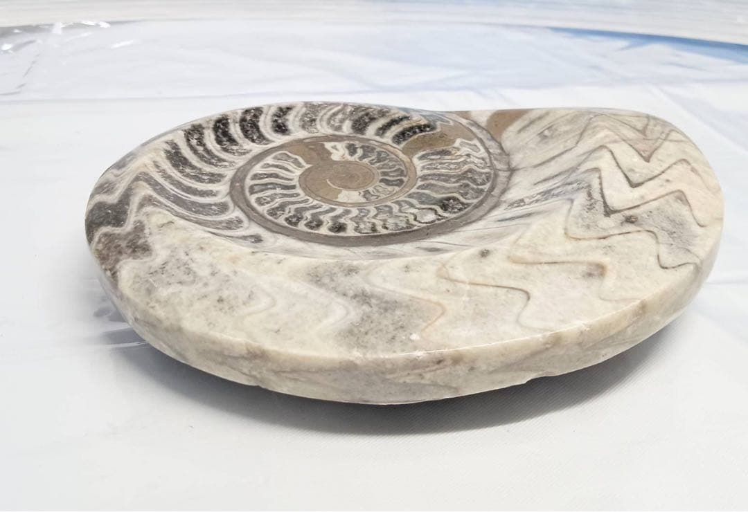 希少 アンモナイト 化石 標本 インテリア 置物 アンティーク