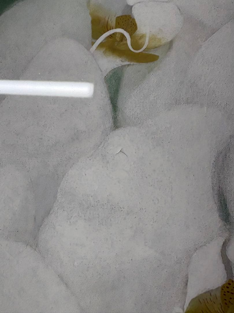 「胡蝶蘭」　下島洋貫　絵画　日本画　風景画　額装　共シール　箱袋有り