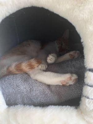 新品未使用ペットベッド 犬用 猫用【送料無料】