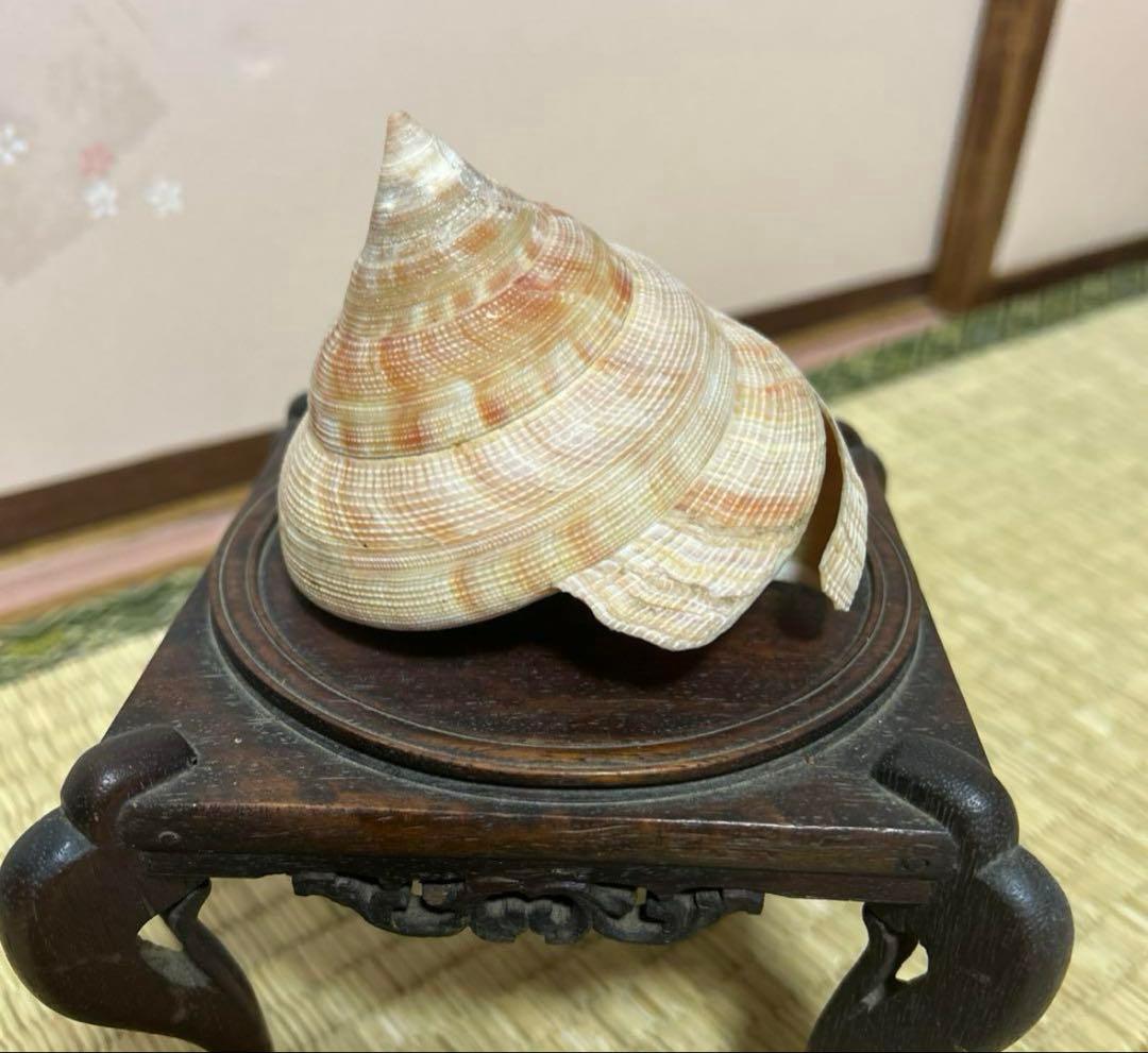 オキナエビス貝