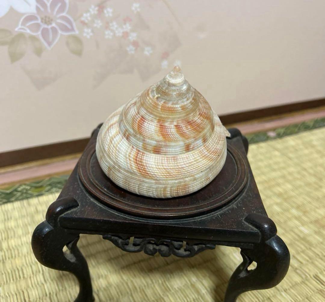 オキナエビス貝