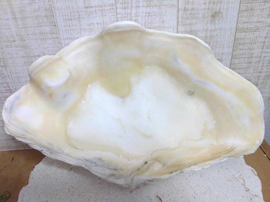 ☆オオシャコガイ☆　激レア沖縄産！