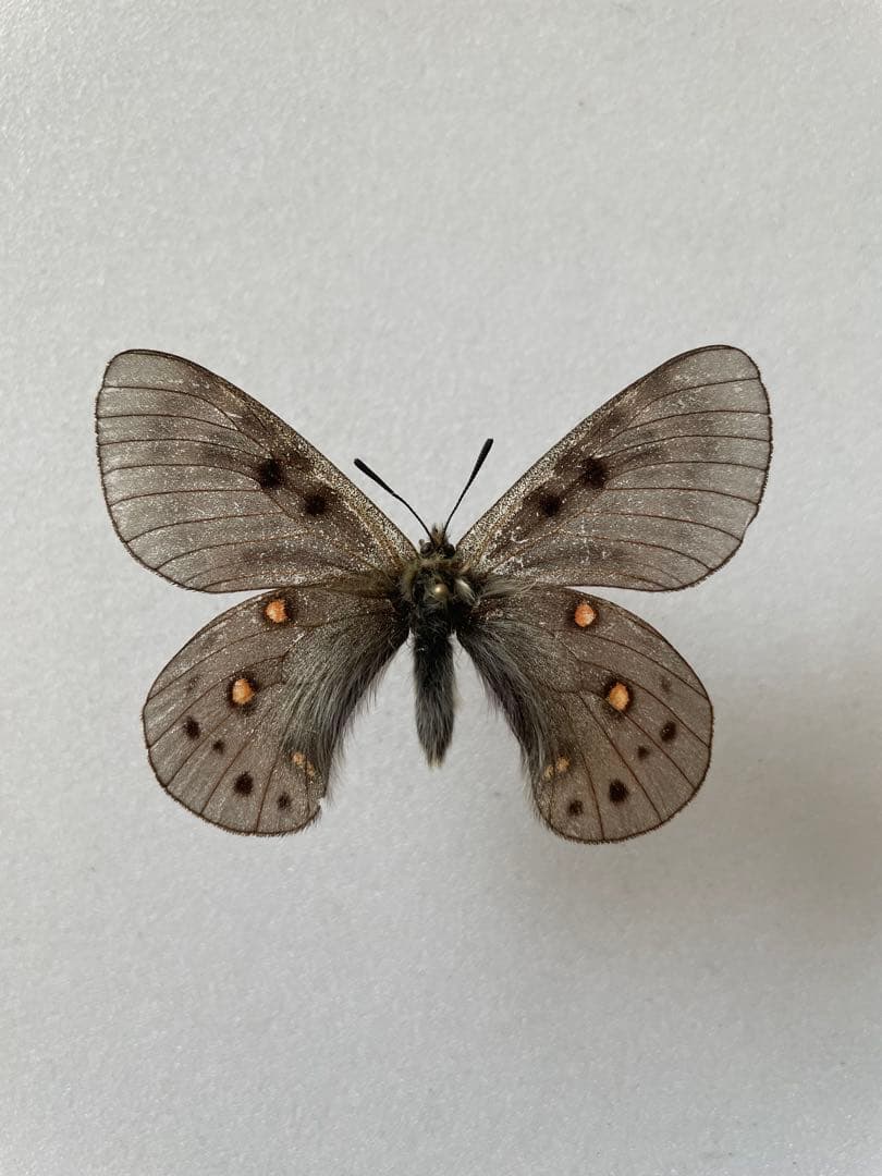 【黒化型】パルナシウス・デルフィウス（1ペア、ロシア産）