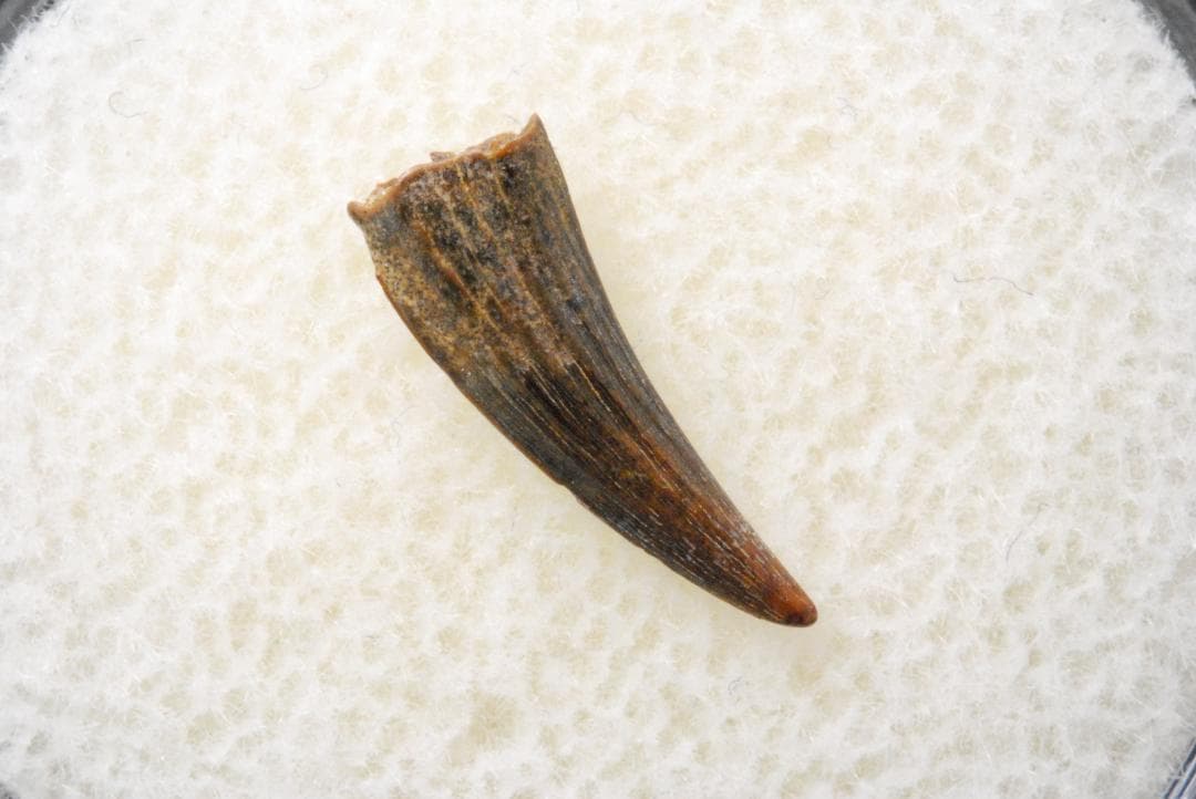 恐竜の歯 [DS398] パロニコドン 化石 希少 レア