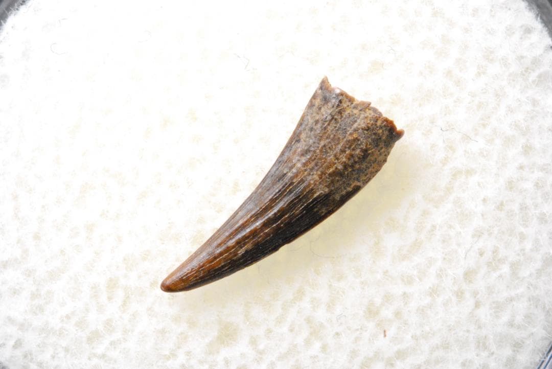 恐竜の歯 [DS398] パロニコドン 化石 希少 レア