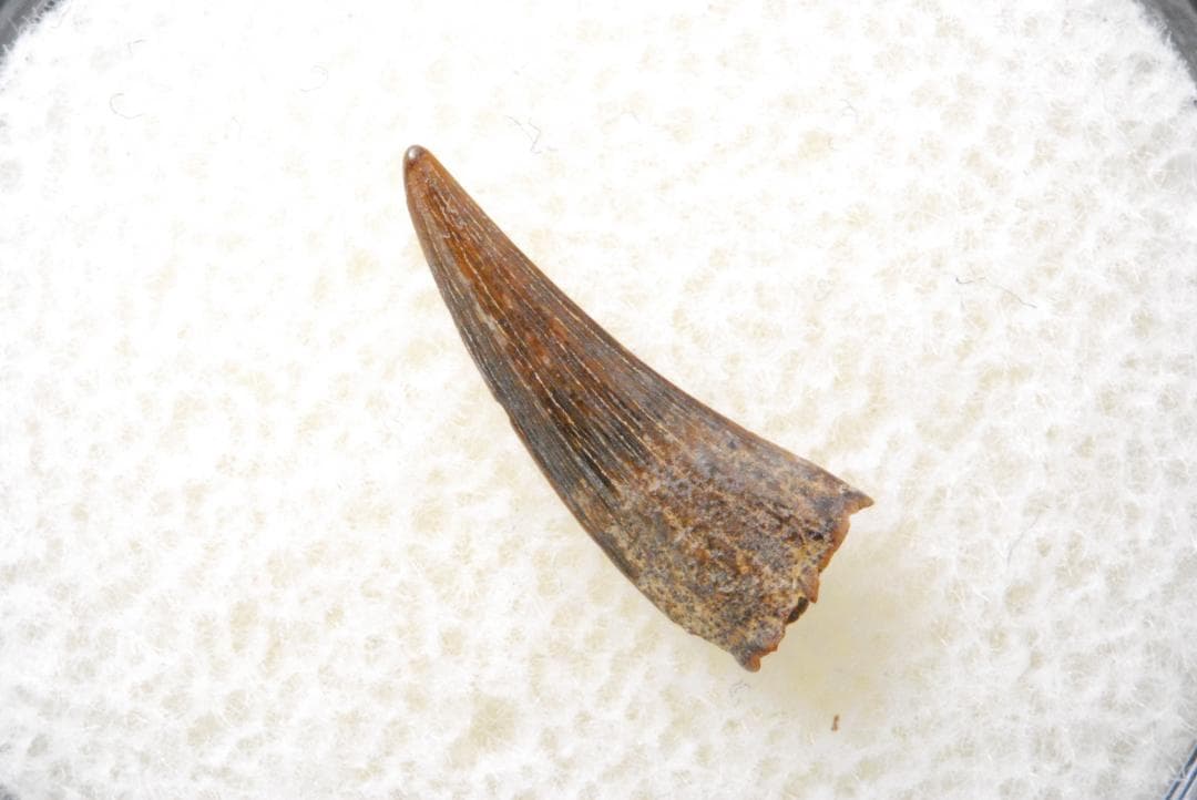 恐竜の歯 [DS398] パロニコドン 化石 希少 レア