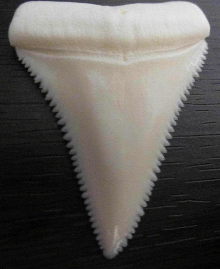 ホホジロザメ（Carcharodon carcharias）の歯 44.3ｍｍ