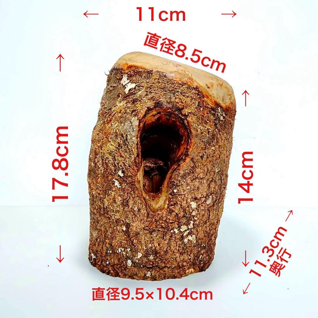 あ様 リクエスト 2点 まとめ商品　隠れ家　樹洞　クワリウム　エサ皿　クワガタ