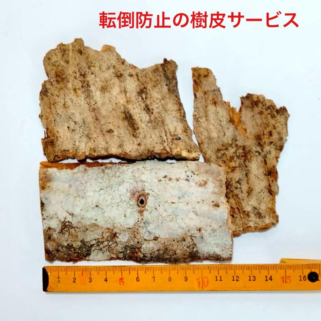 あ様 リクエスト 2点 まとめ商品　隠れ家　樹洞　クワリウム　エサ皿　クワガタ