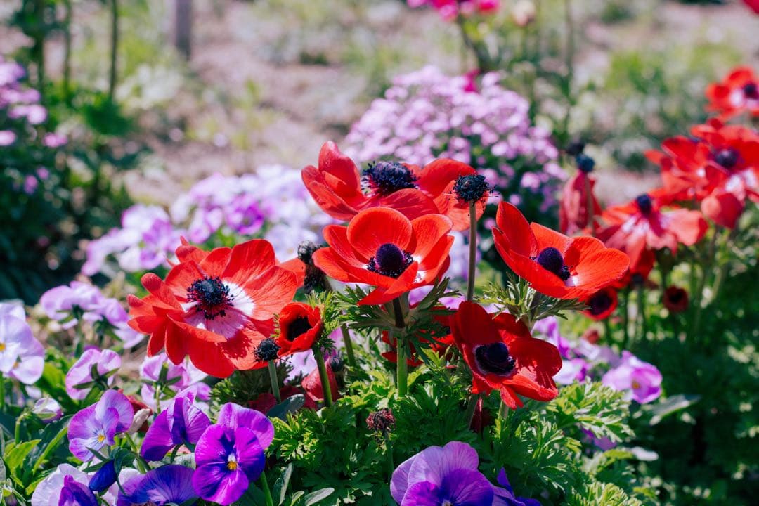 Canon EOSKissX4 18-55mm一眼レフ露出計 レンズフィルター付