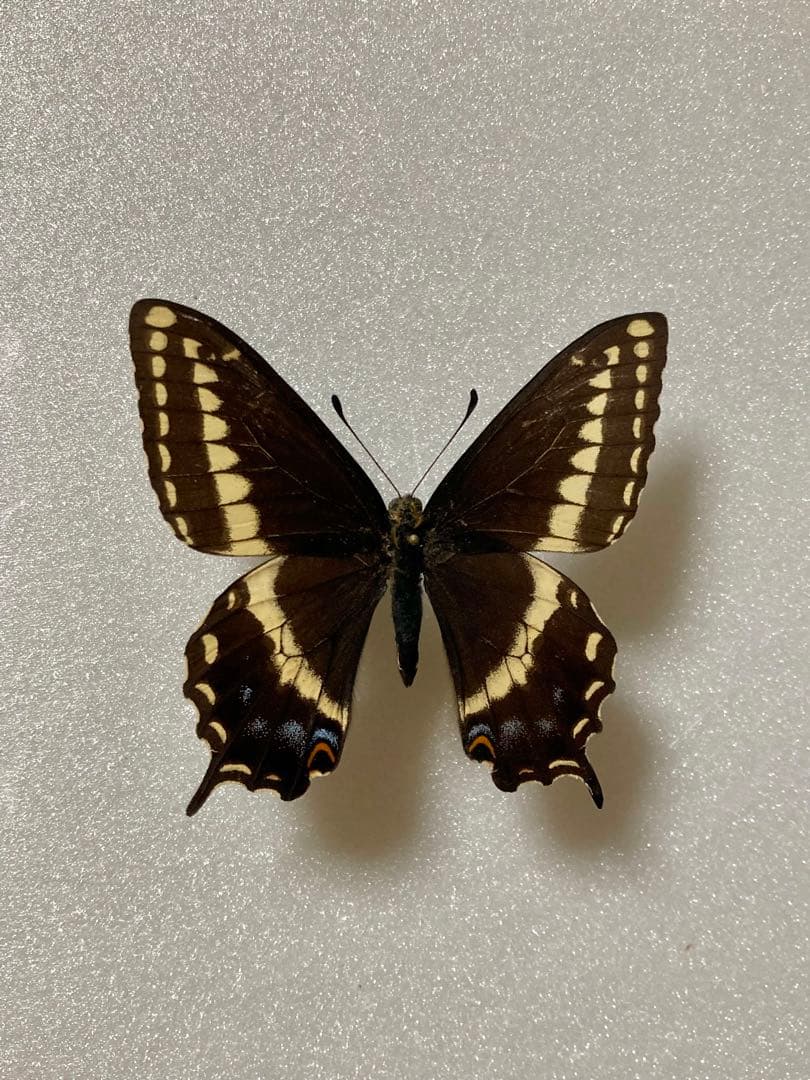 【2頭ペア】パピリオ・インドラ（ネバダ州/アメリカ）