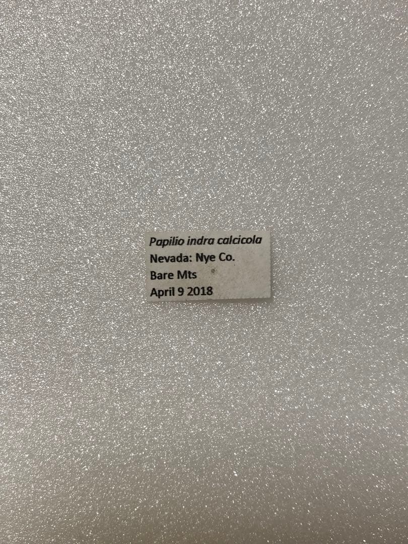 【2頭ペア】パピリオ・インドラ（ネバダ州/アメリカ）