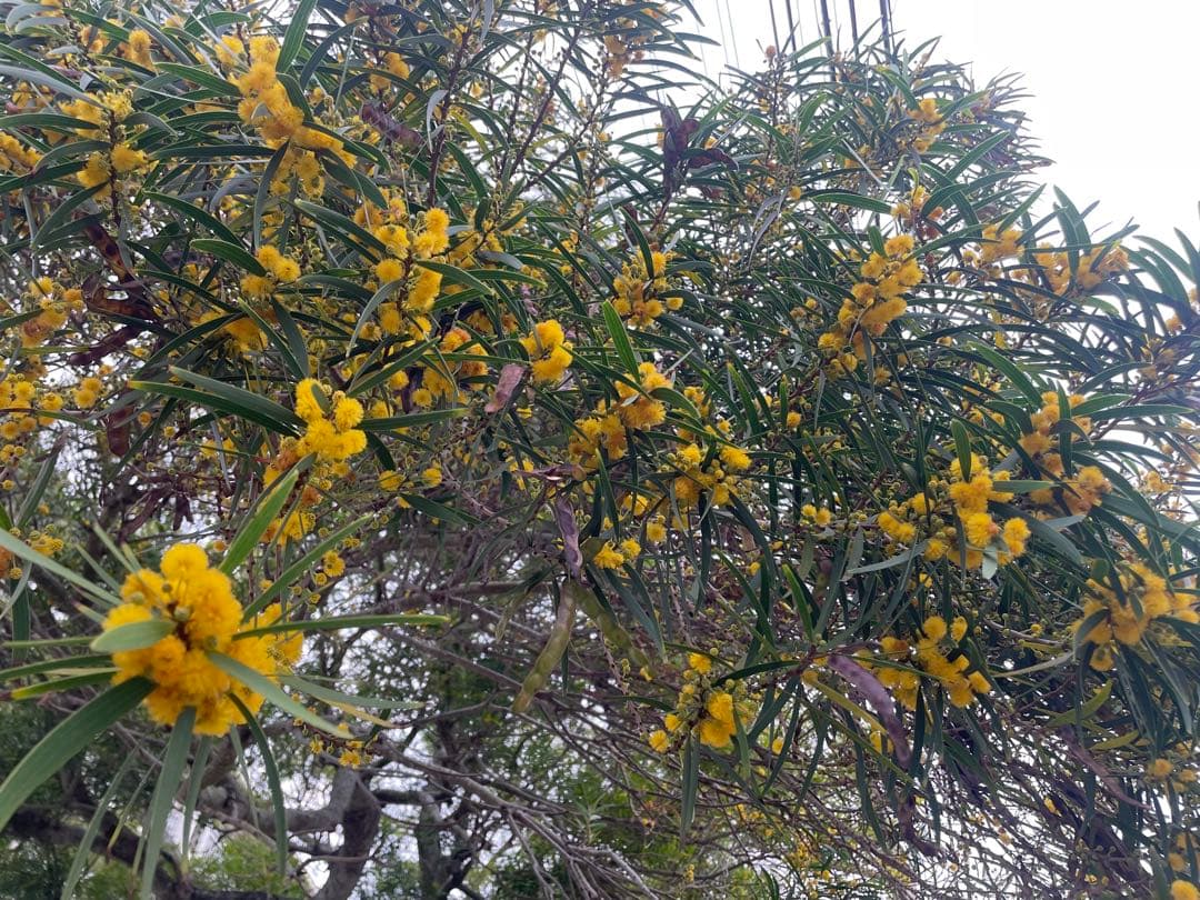 アカシア　Acacia ソウシジュ　相思樹　根皮100% 100g