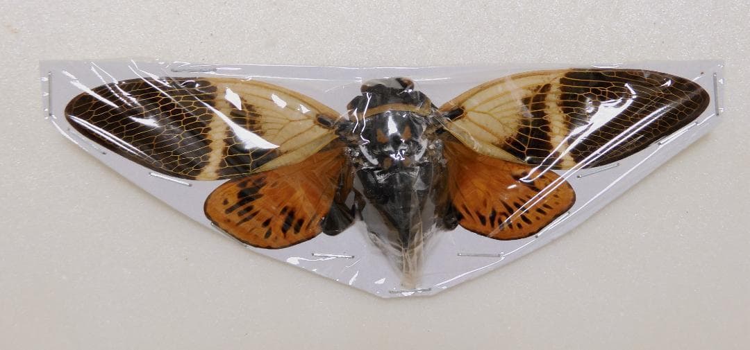 セミ8点セット2