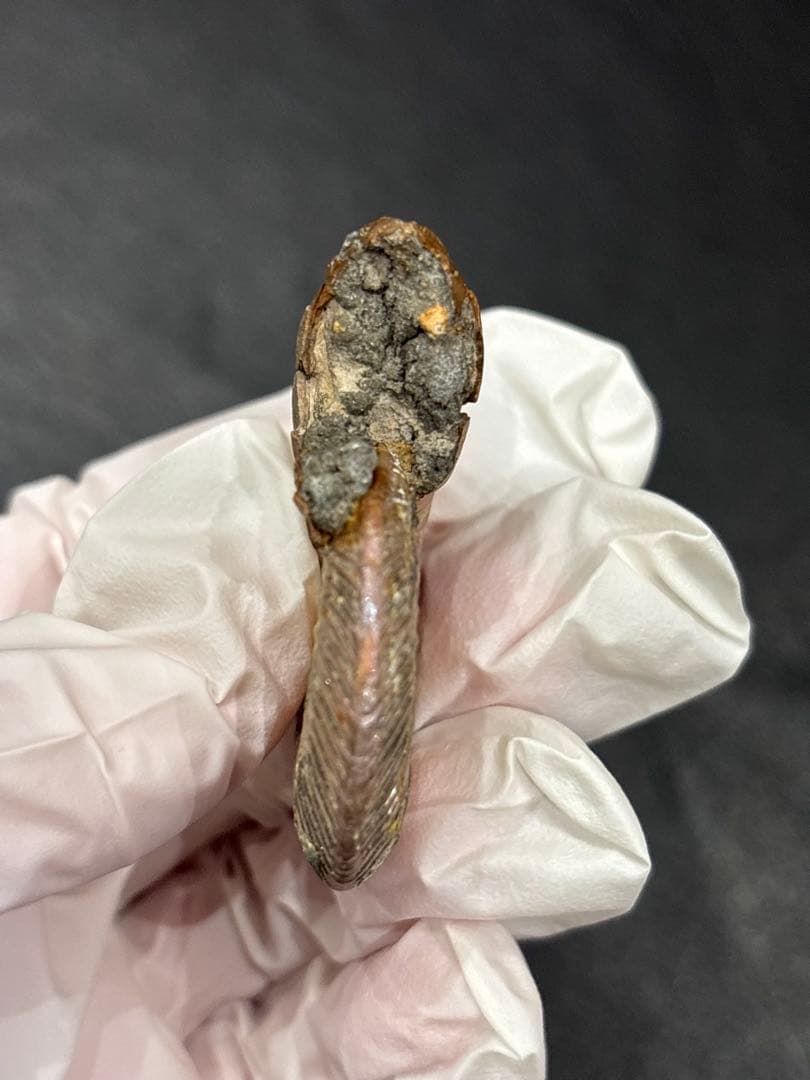 化石　クエンステッドセラス　アンモナイト