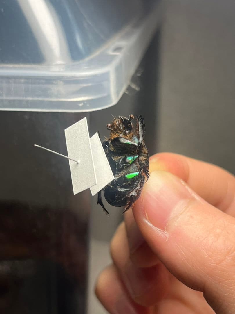 【極美展足】Diabroctis mirabilisダイコクコガネ 24mm♀