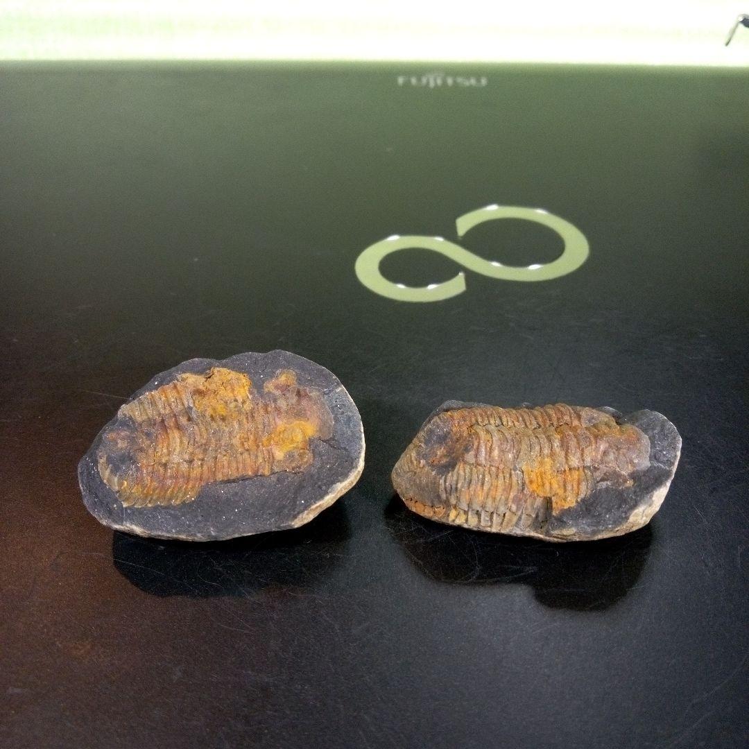 三葉虫　化石　fossil　ボリビア産　trilobite　ノジュール管理⑦