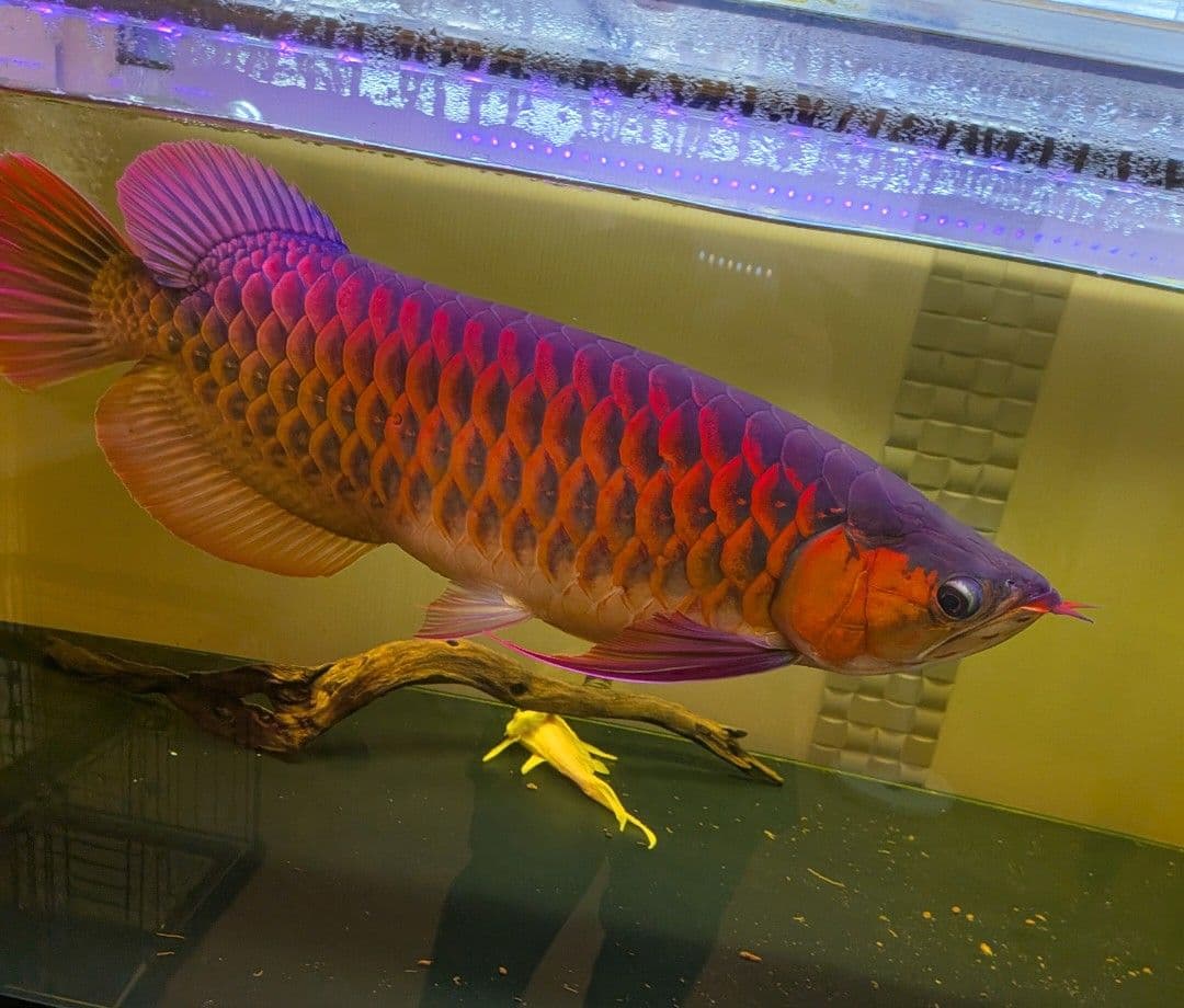 水中LED ゼンスイ　アンダーウォーターled 1500 パーフェクトレッド