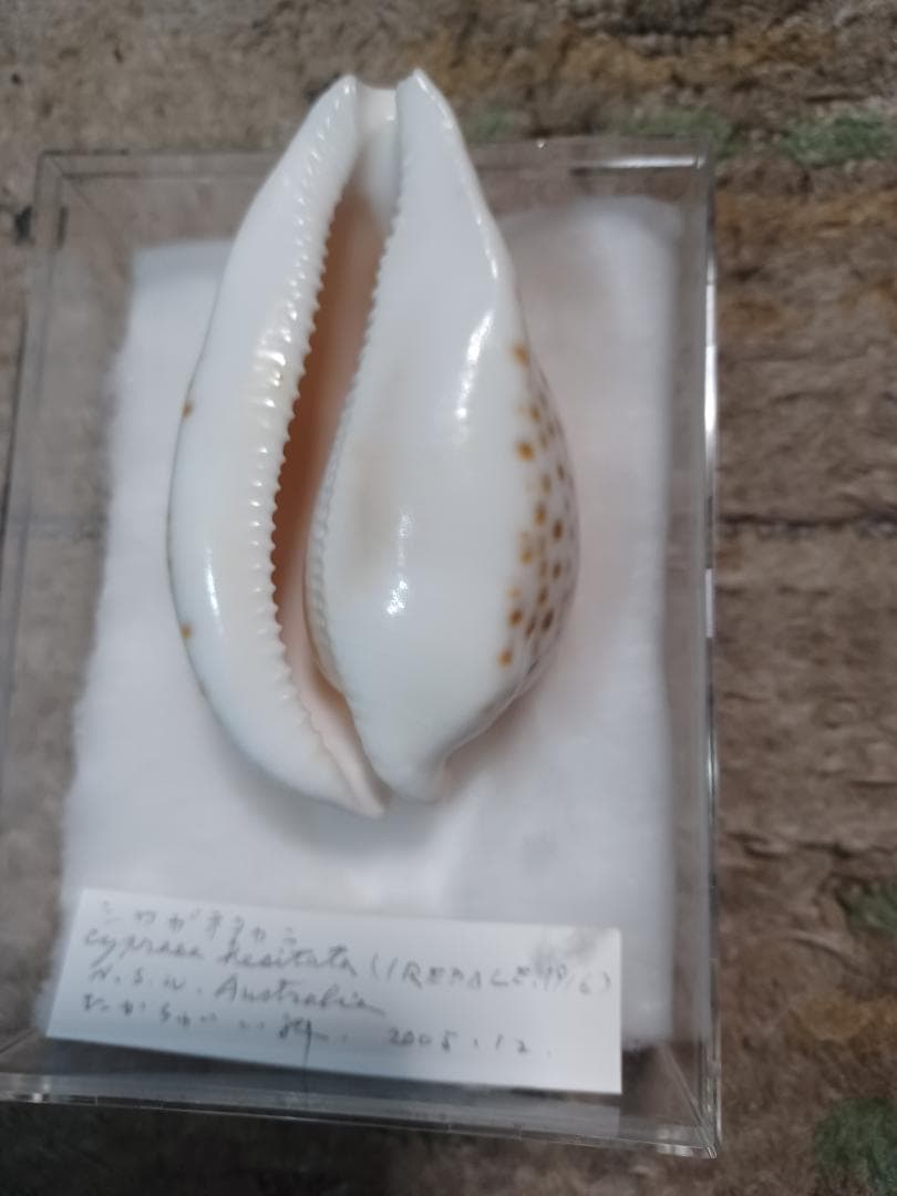 タカラガイ、シロガネダカラ