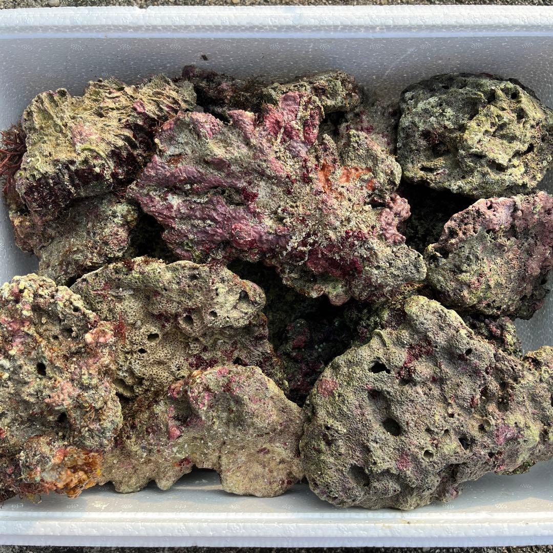 天然ライブロック　ビーフカツレツ