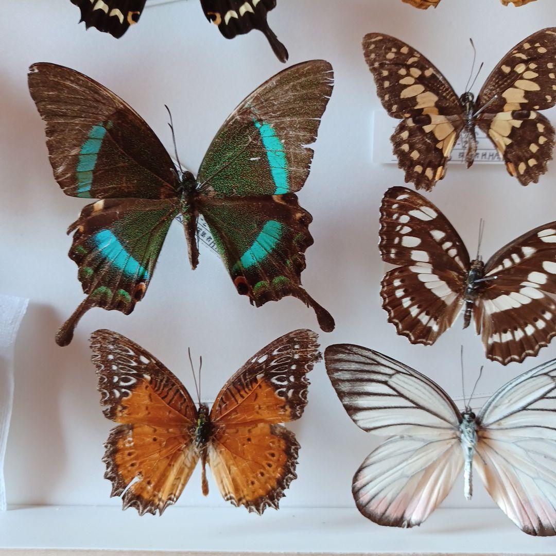 蝶標本　タイ　サムイ島産24頭 +ドイツ箱中型