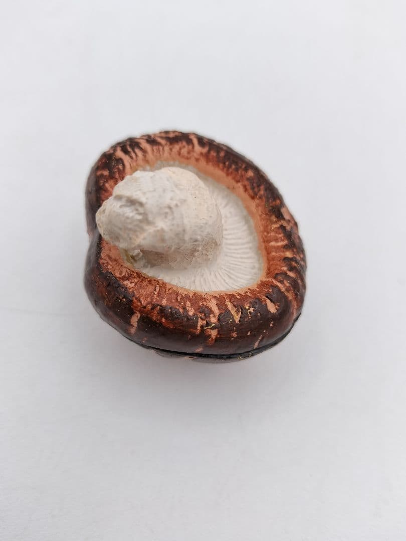 b120 【新品・未使用】香合 乾漆 椎茸 畦地粒表 多喜翁 木箱 茶道具 風炉