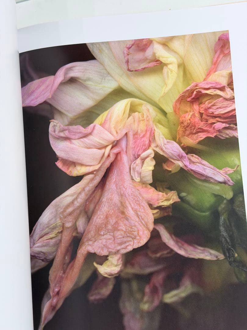 ヘルマン・フォスターリング『Flora Magica』(2006)