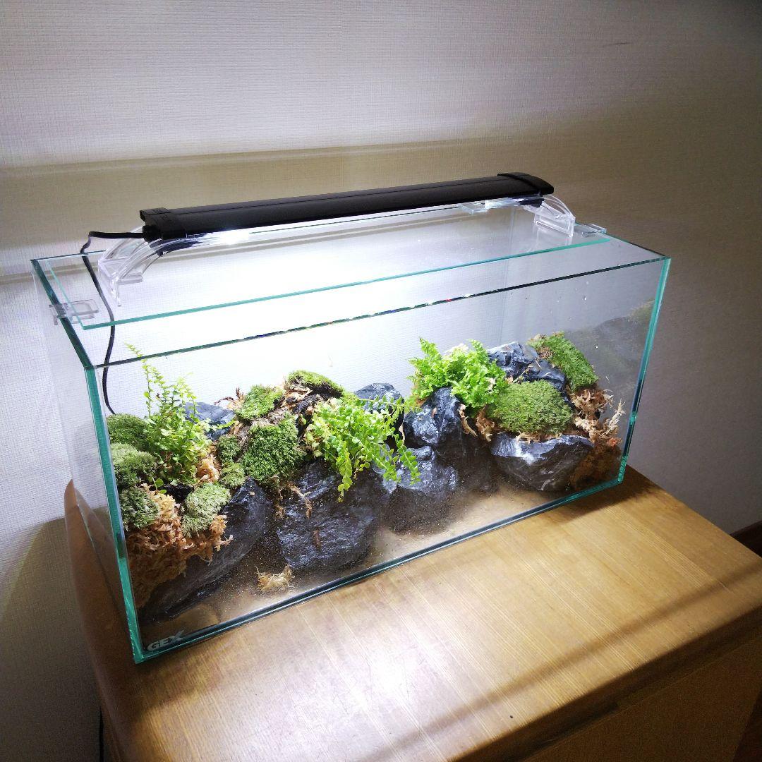 【受注生産】アクアテラリウム　イモリウム　苔テラリウム　テラリウム