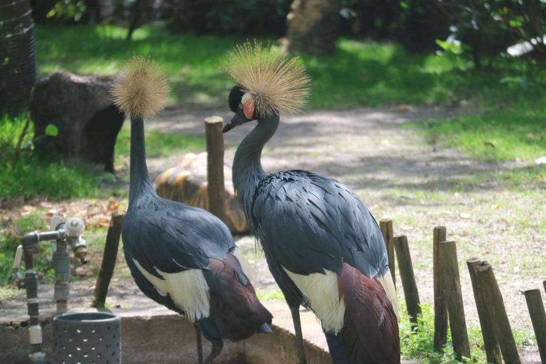 Canon EF-M 55-200mm ズームレンズ キヤノン