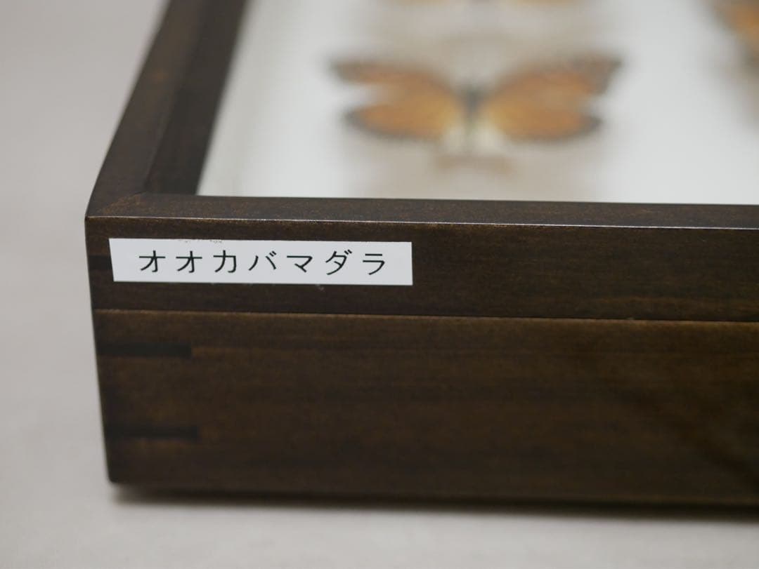 蝶標本 オオカバマダラ各種 リルマダラ亜属 産地別コレクション研究用大型ドイツ箱