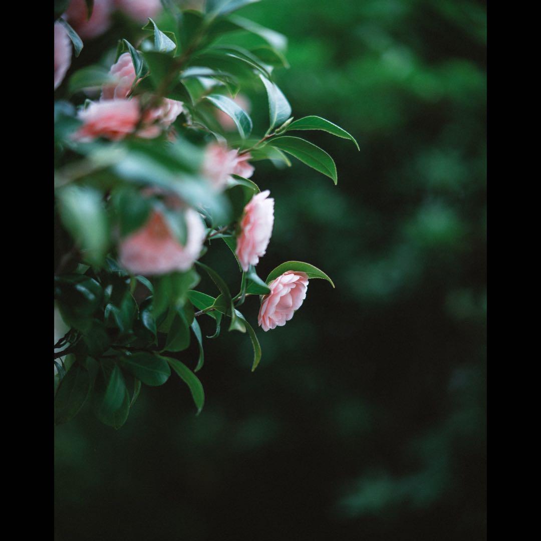 mitakon 中一光学 SPEEDMASTER 65mm F1.4 GFX