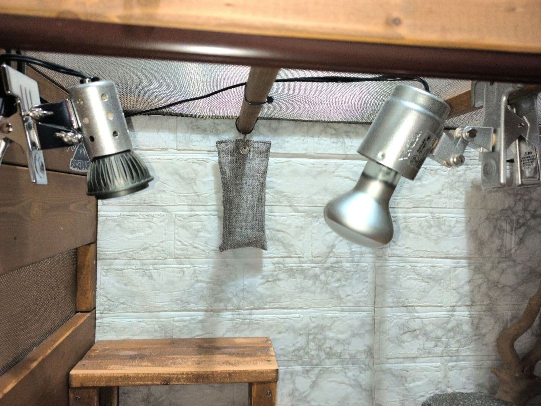 フトアゴヒゲトカゲ飼育フルセット