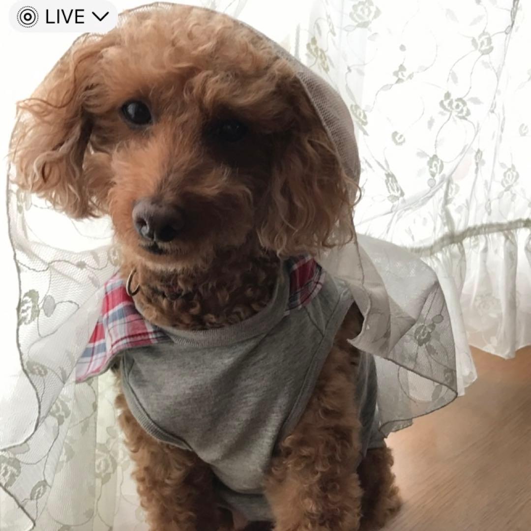 lapiros-plus様ご確認用です