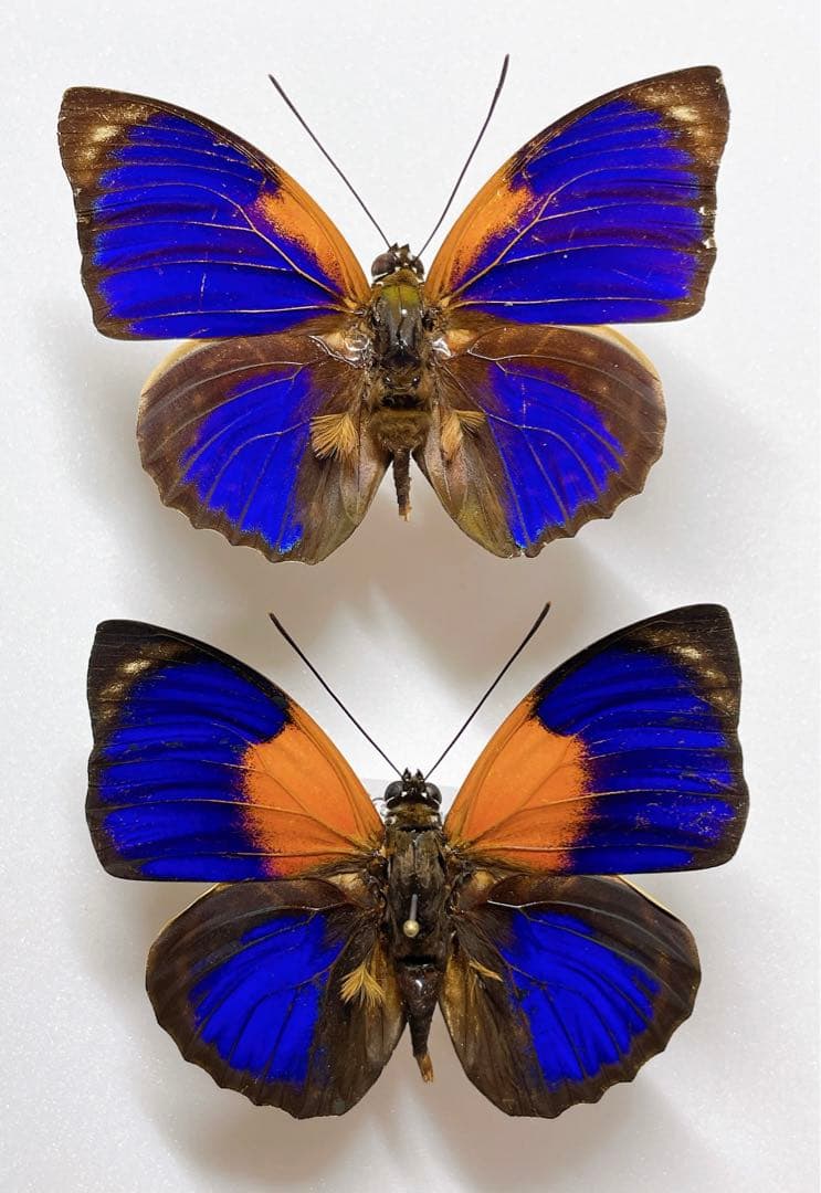 ファルキドンミイロタテハ（フルニエラ）♂2パターンセット