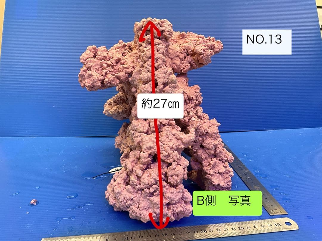 人工ライブロック　No.13 アク抜き済