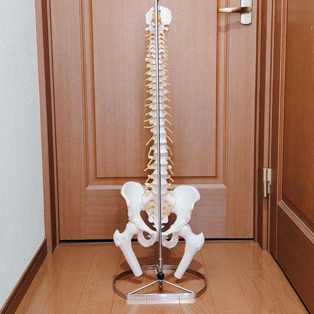 医学玄人 脊椎 骨盤 骨格模型 igakuro スタンド付き