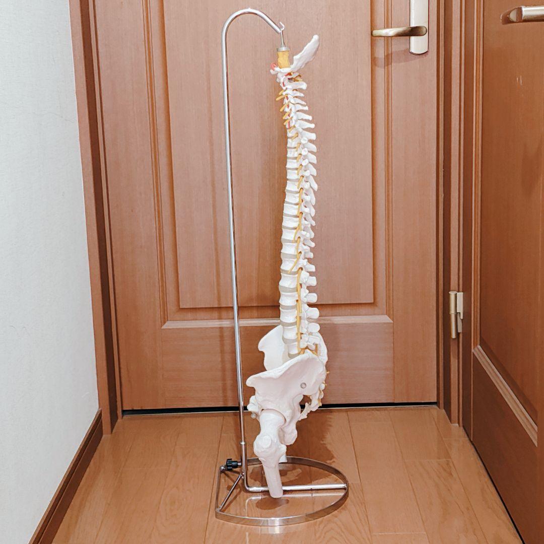 医学玄人 脊椎 骨盤 骨格模型 igakuro スタンド付き