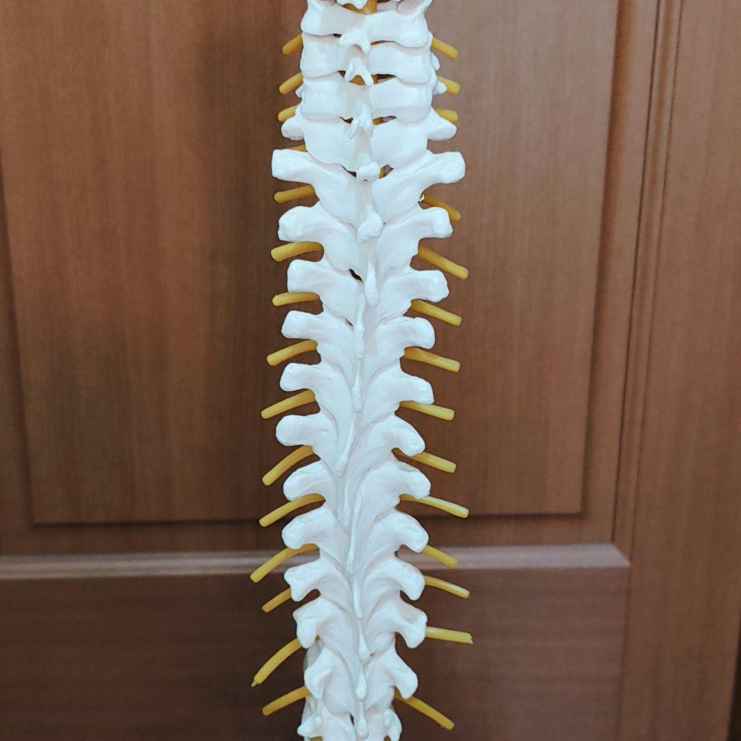 医学玄人 脊椎 骨盤 骨格模型 igakuro スタンド付き