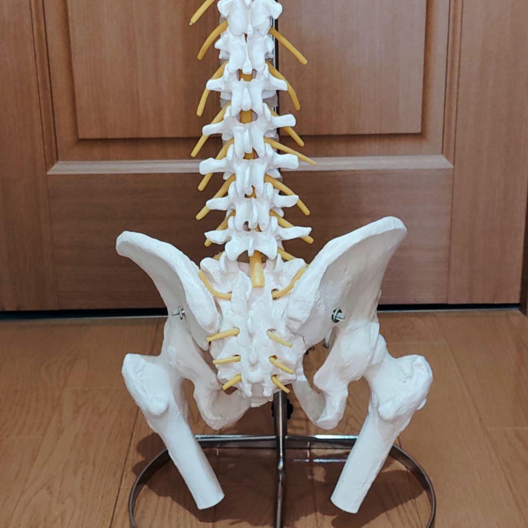 医学玄人 脊椎 骨盤 骨格模型 igakuro スタンド付き
