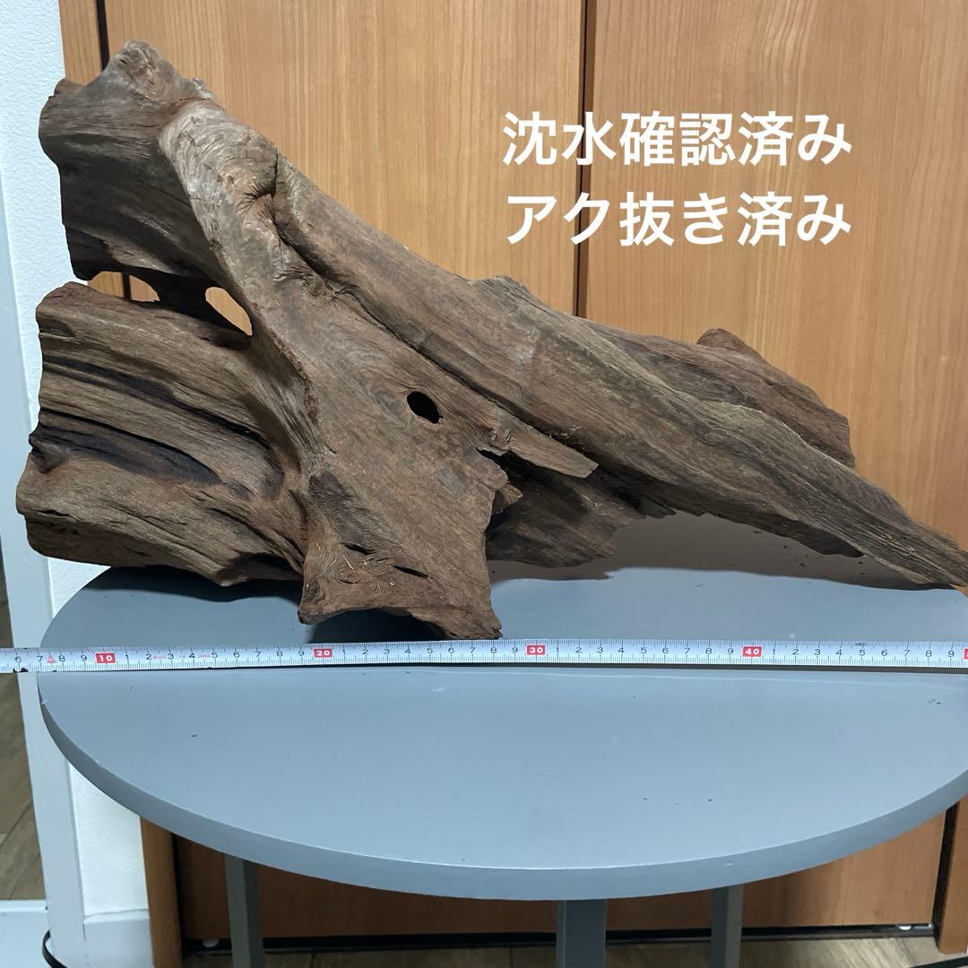 一点物 大型流木 沈水確認済み アク抜き済み［約50cm］アクアリウム・爬虫類用