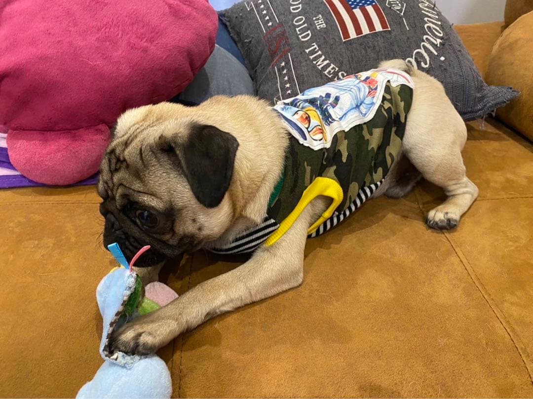 デニムにミッキーが可愛い犬の服サイズLパグ