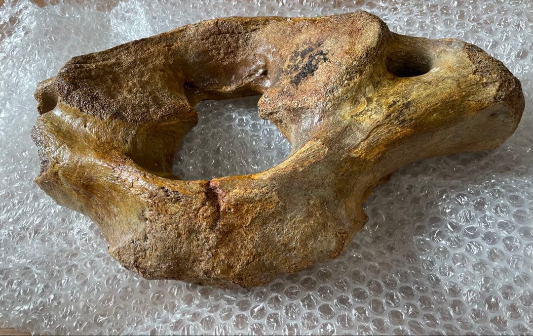 【セール】マンモスの環椎　化石　特大