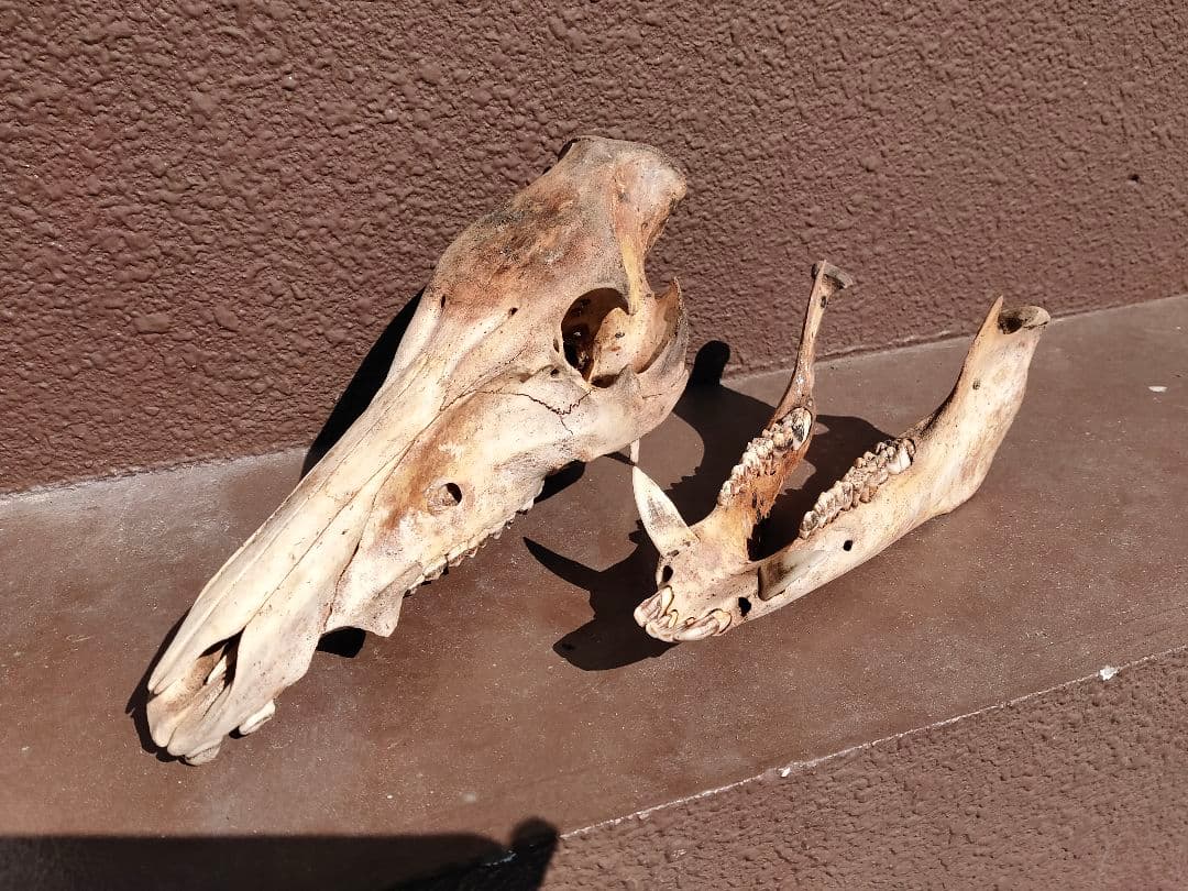 【値下げ中！】イノシシの頭骨【牙付き】