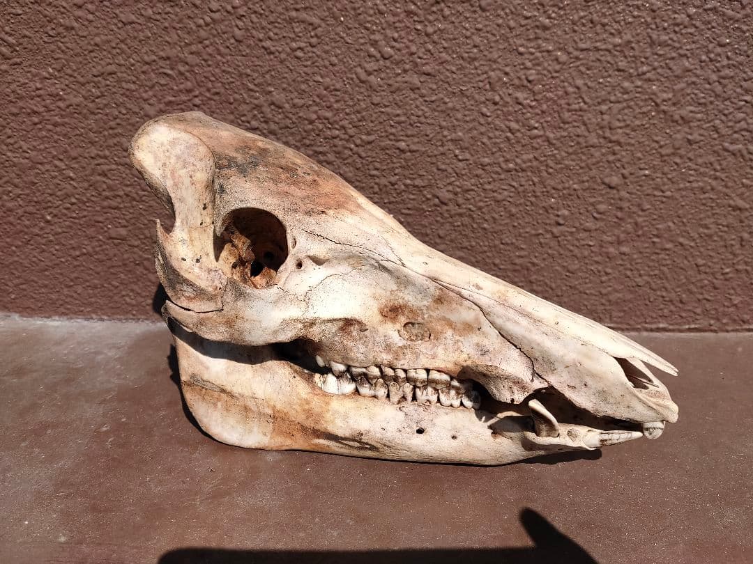 【値下げ中！】イノシシの頭骨【牙付き】