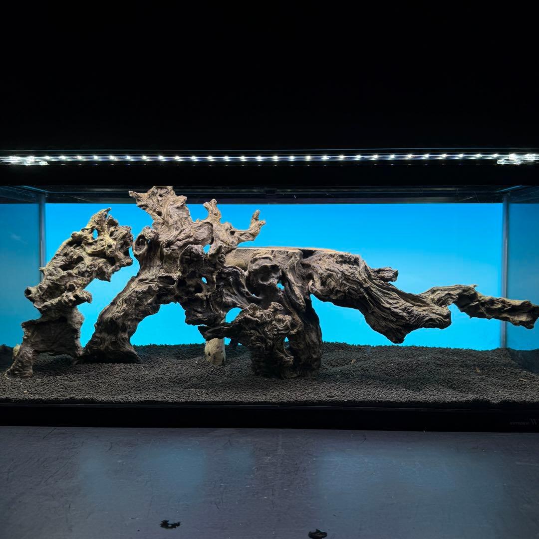 MJW-6812 「特大」ジンジャーウッド　90cm水槽用　天然流木3本セット